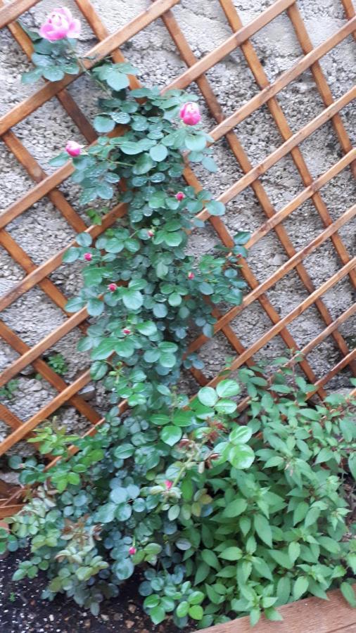 Apartman Hidden Gem シベニク エクステリア 写真